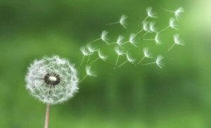 Loven om minste innsats for å håndtere stress