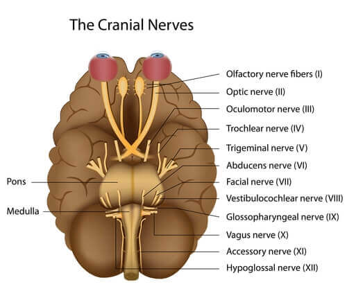 Nervene i hjernen har forskjellige lokasjoner og funksjoner. 