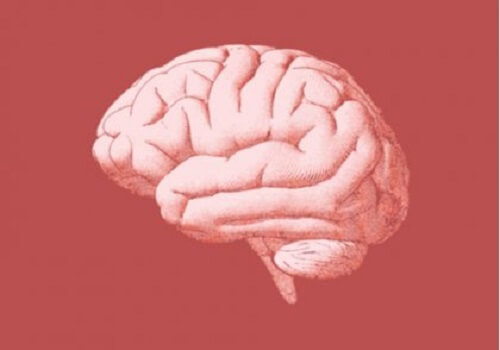 Utsnitt av hjernen.