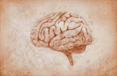 Hjernen