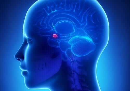 Amygdale fremheves som en liten rosa prikk i hjernen.