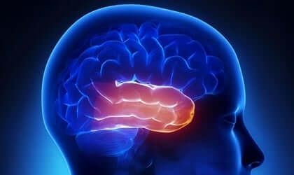 Bildet av hjernen der tinningslappen er fremhevet
