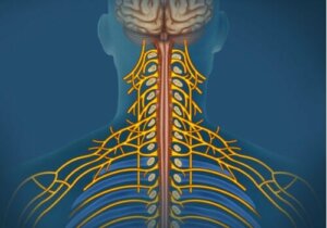 Det somatiske nervesystemet: Egenskaper og funksjoner