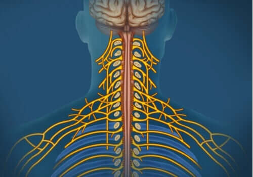 Det somatiske nervesystemet: Egenskaper og funksjoner