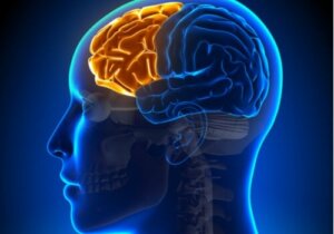 Dyseksekutivt syndrom: Når pannelappen svikter