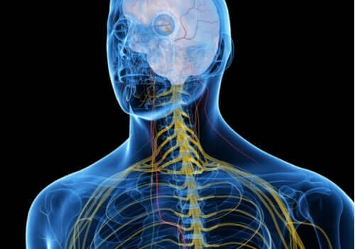 En manns nervesystem i farger.