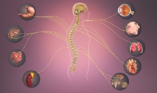 Sympatisk nervesystem.
