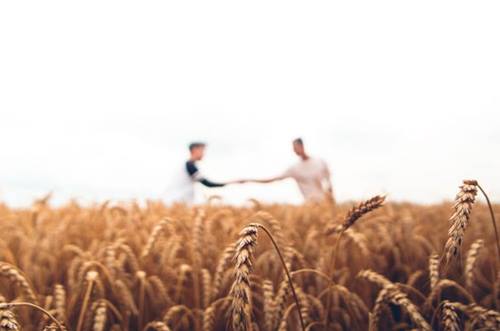 To menn strekker hendene mot hverandre i en korn åker