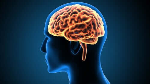 Alt om den fascinerende cingulate gyrus