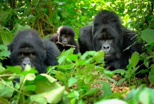 Gorillaer i jungelen