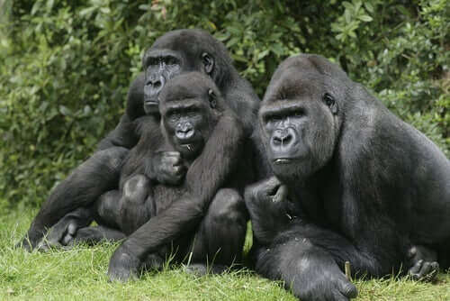 Tre gorillaer.