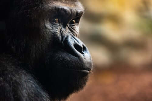 Tre utrolige dødsritualer gorillaer har