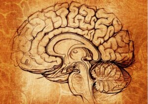 Nucleus lentiformis: Senteret for læring og motivasjon