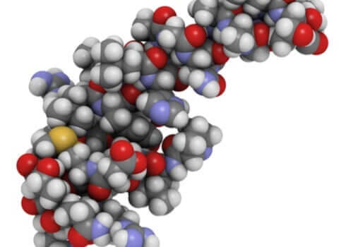 Oreksins rolle i blant annet søvn og spising