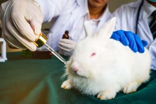 En kanin som blir testet på.