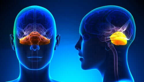 Anatomien av hjernen er et komplisert område. 