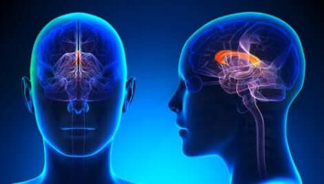 En venstrehendt hjerne vil ha en dominerende høyre hjernehalvdel.