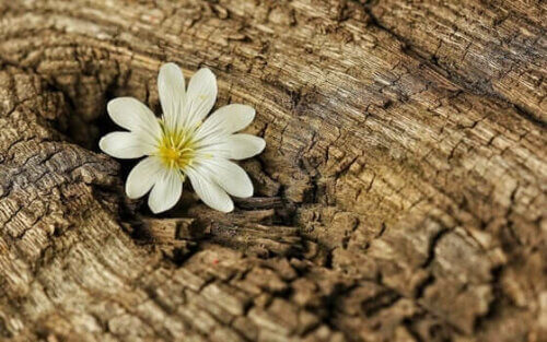 En blomst