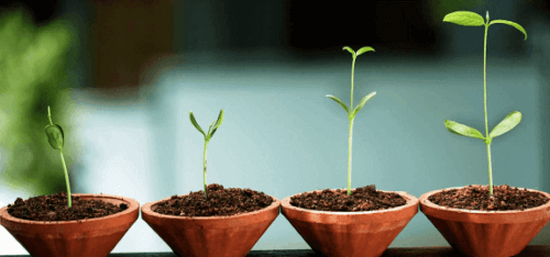 Et bilde av fire voksende plantestengler som symboliserer integrert psykologi.