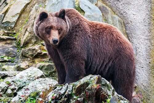 En brun bjørn står på en fjellside og ser utover.