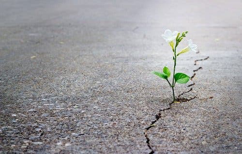 Wabi-sabi.