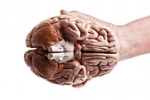En hånd som holder en hjerne.