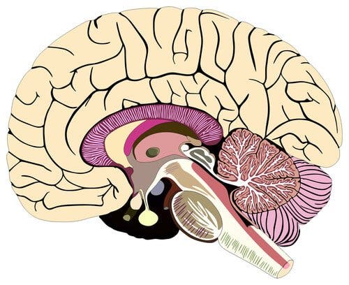 En tegning av den menneskelige hjernen.