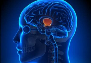 Hva er funksjonene til hypothalamus?