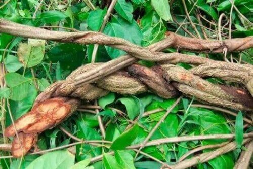 Myter og fakta om ayahuasca og yagé