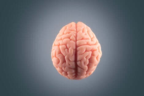 Et bilde av en hjerne.