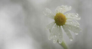 Motgang gjør deg ikke alltid mer motstandsdyktig