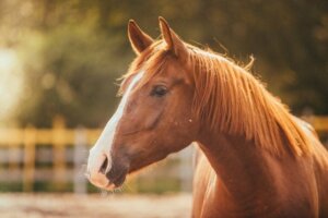 Frykten for hester: Equinofobi eller hippofobi
