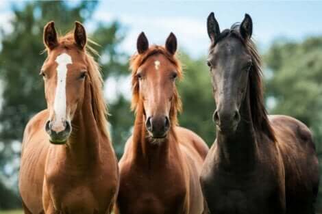 Tre hester.