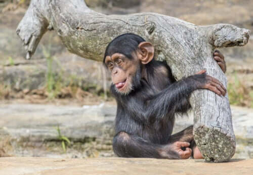 En babysjimpanse.