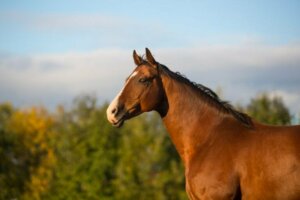 Smarte Hans, hesten som kunne regne