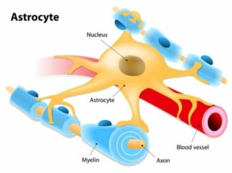Illustrasjon av en astrocytt.