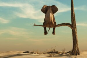 Når fettfobi er den egentlige elefanten i rommet