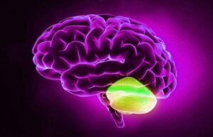 Lillehjernen og divergent tenkning