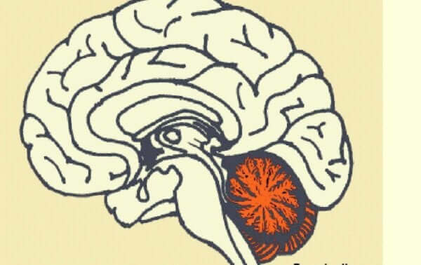 Plasseringen av lillehjernen i hjernen.