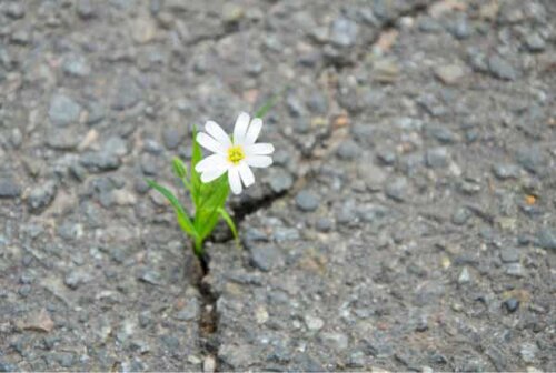 En blomst som vokser på veien.