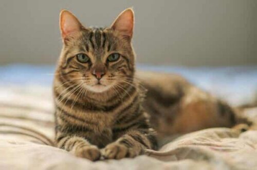 En katt på en seng.