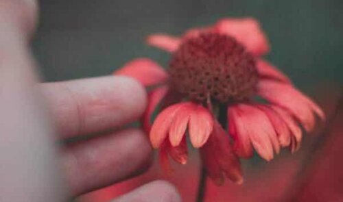 En blomst.