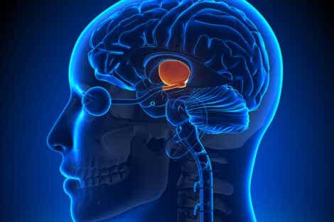 Hypothalamus i hjernen