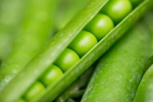 Mendels banebrytende lover for arv