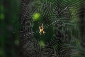 Hva betyr det når du drømmer om edderkopper?