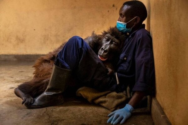 Gorillaen Ndakasi forlater denne verden i armene til dyrepasseren sin