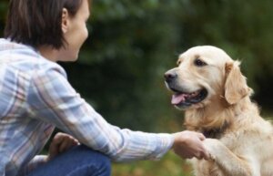 Hvordan gjenkjenner hunder ansikter?