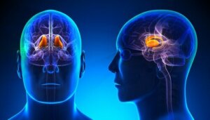 Karakteristikkene og funksjonene til thalamus