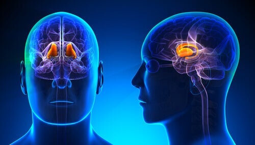 Karakteristikkene og funksjonene til thalamus