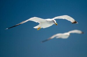 Det er ikke deg, det er meg …